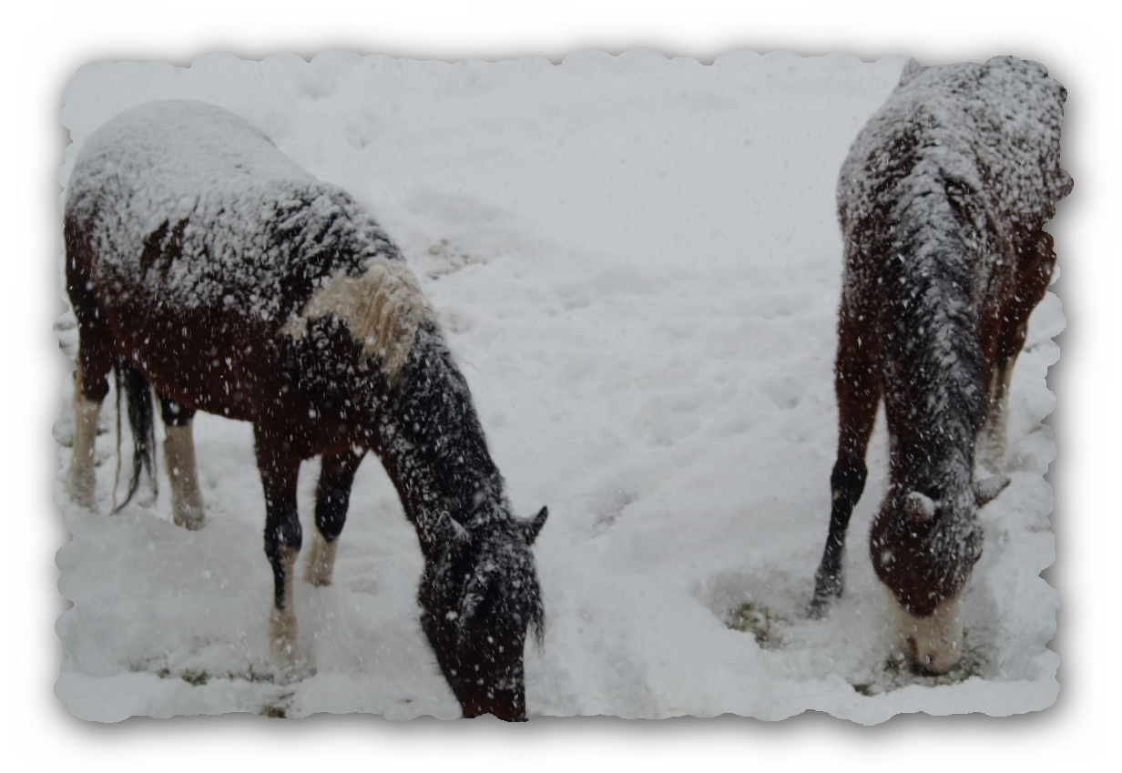1_Bella_April_Winter