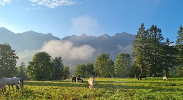Sommerweide
